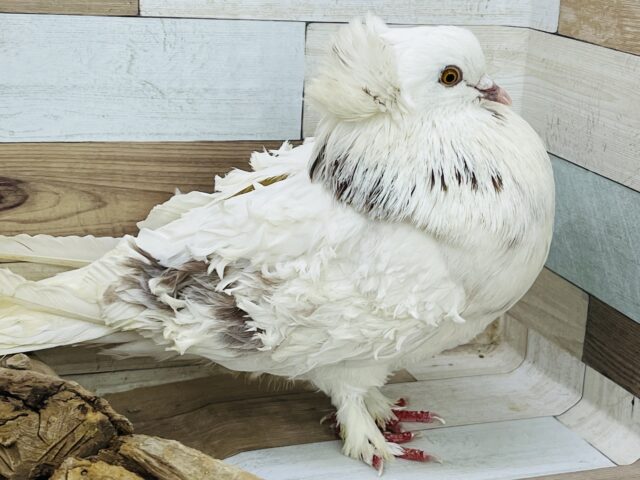フリルバック鳩