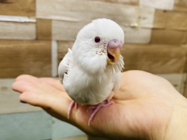 最新画像有ります⭐️透き通ったような赤目が綺麗な子❤️✨セキセイインコのアルビノ❣️