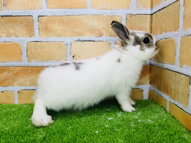 ミニウサギ