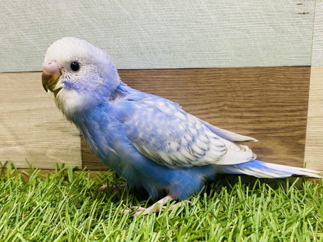 最新画像有ります‼️元気いっぱいわんぱくベビちゃん⭐️セキセイインコのスパングル❣️