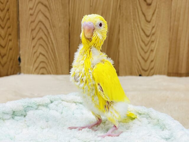 セキセイインコ