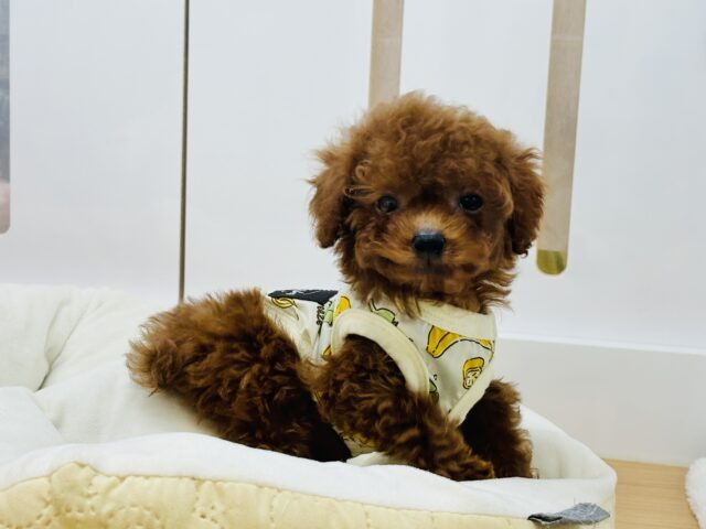 トイプードル