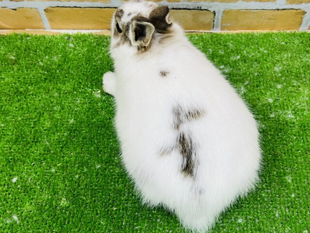 ミニウサギ