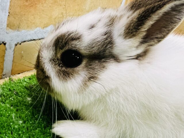 ミニウサギ