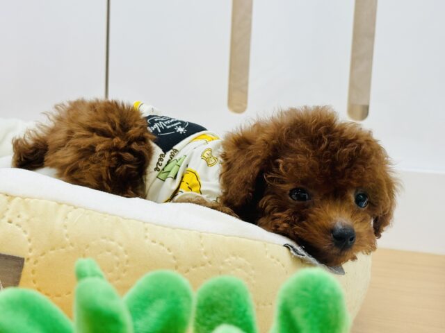 トイプードル