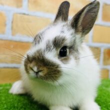 隠されたマロ眉⁈明るい性格？のミニウサギ〜🩷