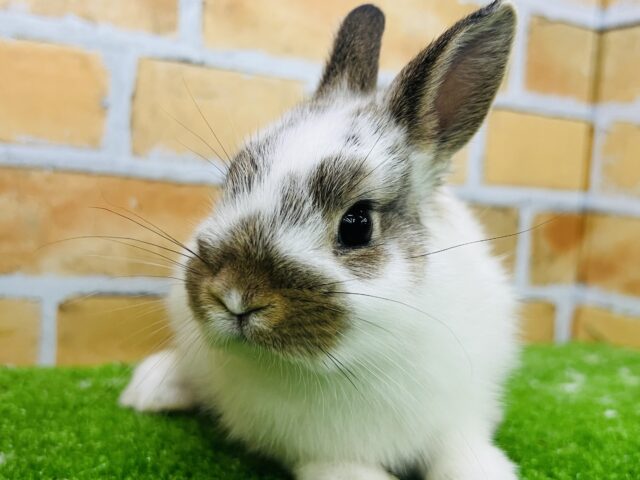 隠されたマロ眉⁈明るい性格？のミニウサギ〜🩷