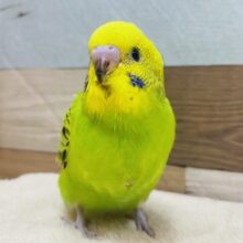 最新画像有ります💚爽やかなグリーンの人気カラー🌱🌟セキセイインコのオパーリン❣️