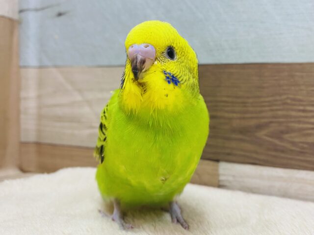 最新画像有ります💚爽やかなグリーンの人気カラー🌱🌟セキセイインコのオパーリン❣️
