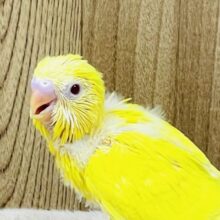 しっかり立って元気に遊ぶよ💛セキセイインコ（ルチノー）ヒナ