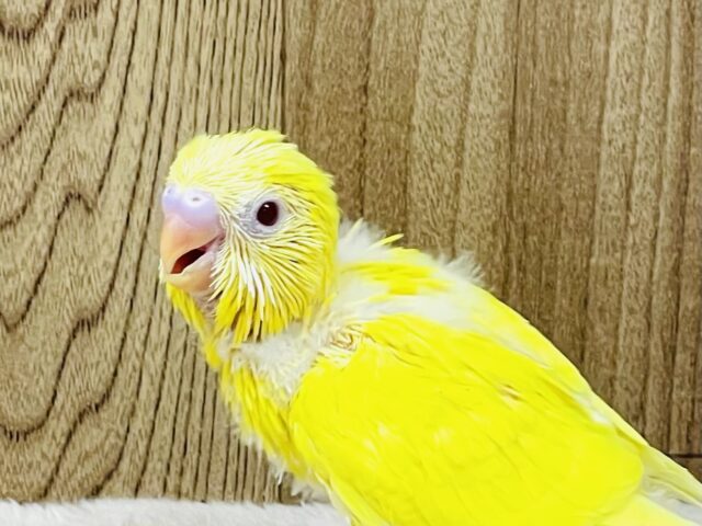 しっかり立って元気に遊ぶよ💛セキセイインコ（ルチノー）ヒナ