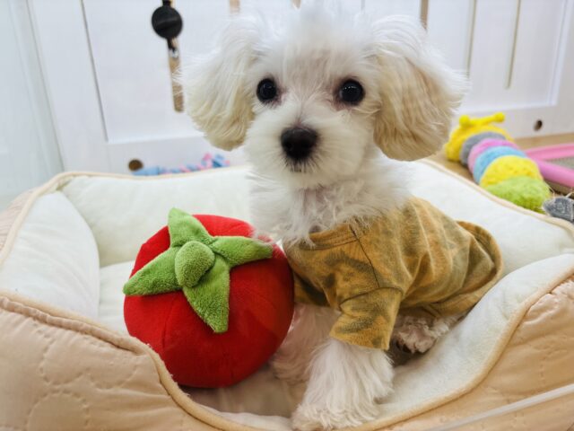 マルプー