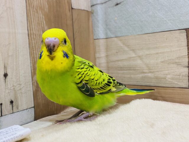 セキセイインコ