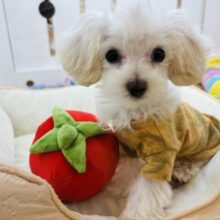 超ホヤホヤ最新画像✨僕の可愛さで虜にしちゃうぞ♥ミックス犬くん(マルチーズ×トイプードル)