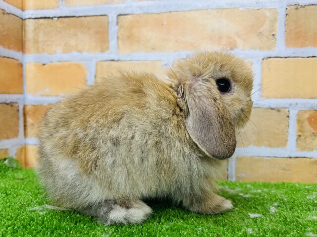ロップイヤーラビット