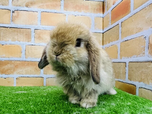 ロップイヤーラビット