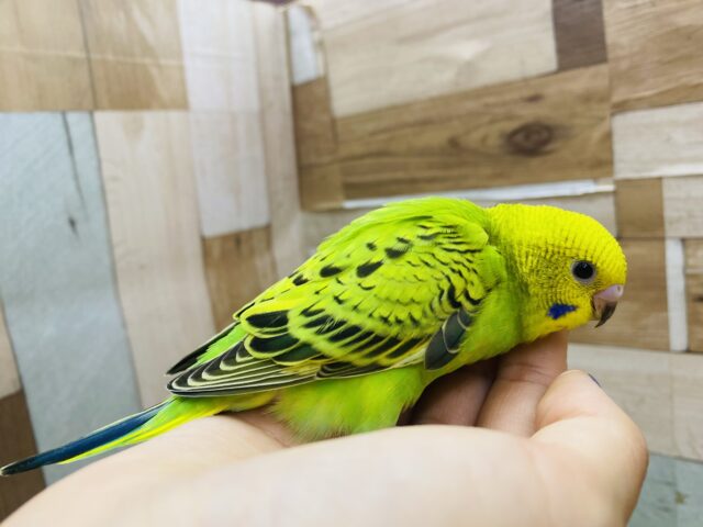 セキセイインコ