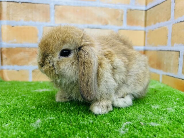 ロップイヤーラビット