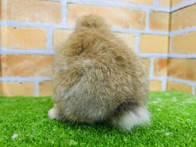 ロップイヤーラビット