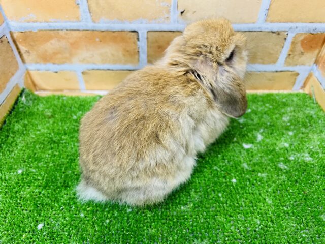 ロップイヤーラビット