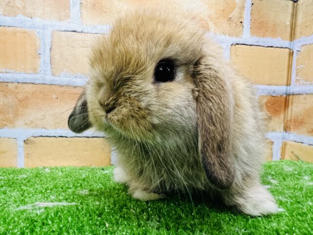 ぺったんこﾌｪｲｽがたまらん♡ほわほわ〜なロップイヤー🧶