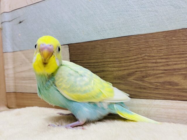 セキセイインコ