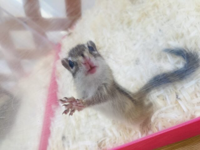 シマリス（ノーマル）