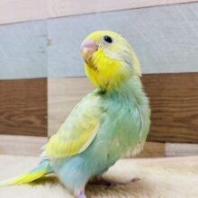 最新画像有ります❗️あわ〜いグリーンが美しすぎます🤩✨セキセイインコのパステルカラーレインボー❣️