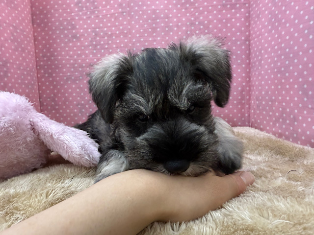 ミニチュアシュナウザー