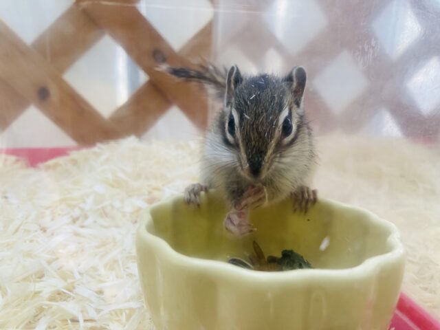 シマリス（ノーマル）
