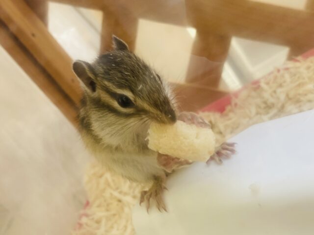シマリス（ノーマル）