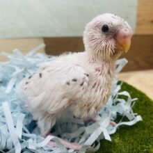 ごまが少なめごま塩ちゃん💕セキセイインコの白ハルクイン✨
