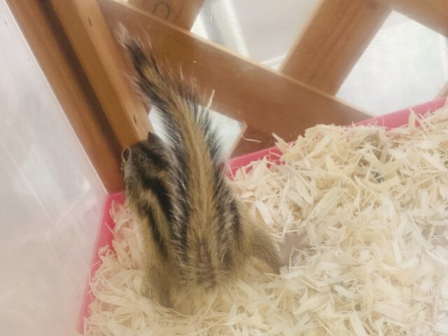 シマリス（ノーマル）