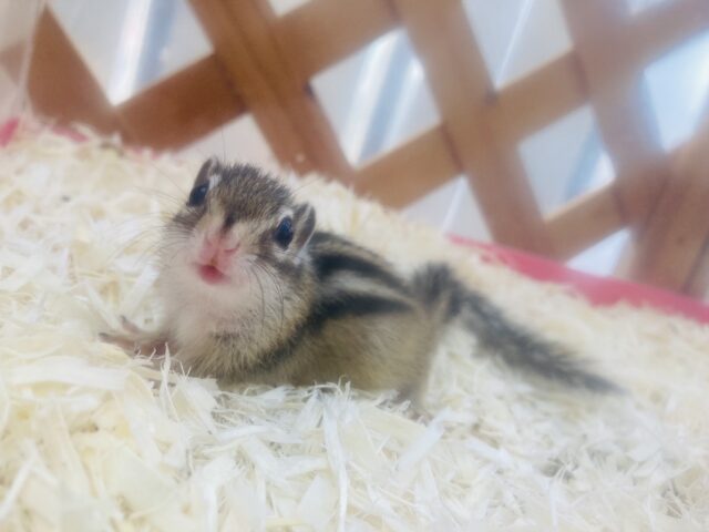 シマリス（ノーマル）