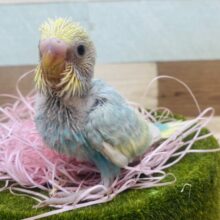 優しいカラーで包み込んじゃう💕ぽわぽわ雰囲気のセキセイインコ（パステルレインボー）🌈