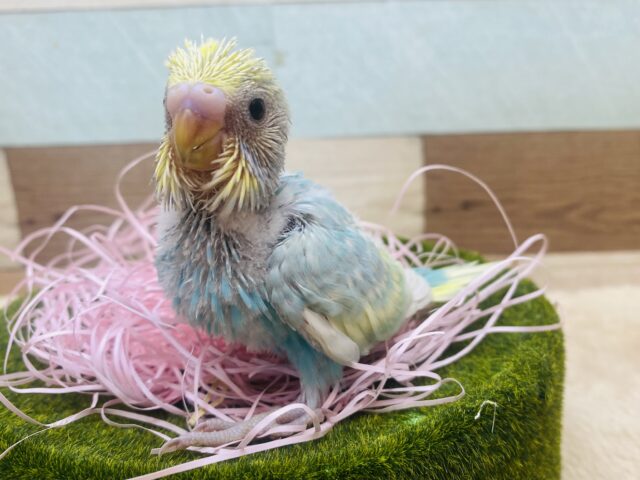 優しいカラーで包み込んじゃう💕ぽわぽわ雰囲気のセキセイインコ（パステルレインボー）🌈