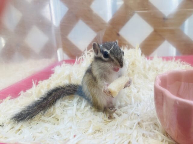 シマリス（ノーマル）