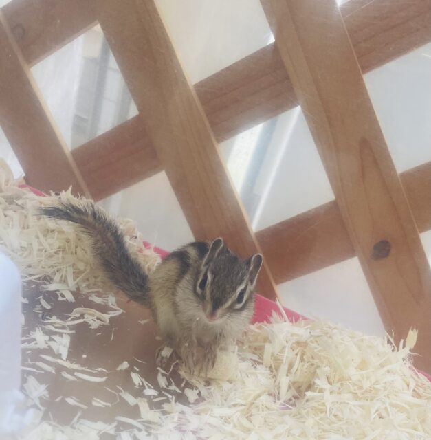 シマリス（ノーマル）