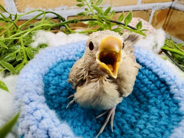 シナモン文鳥