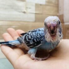 ヨチヨチ歩きが可愛いコ💕キリッとブルーのセキセイインコオパーリン💙