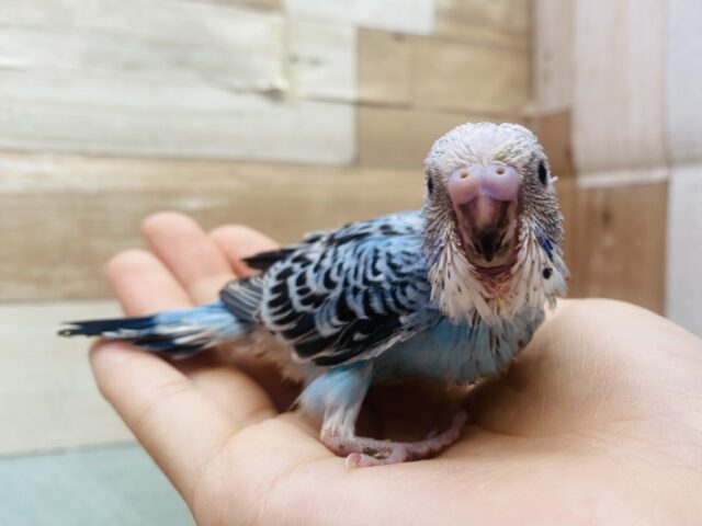ヨチヨチ歩きが可愛いコ💕キリッとブルーのセキセイインコオパーリン💙