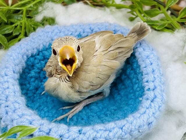 シナモン文鳥