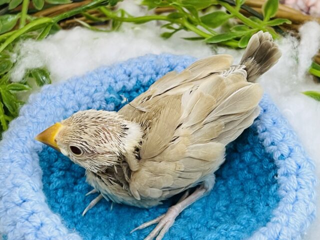 シナモン文鳥