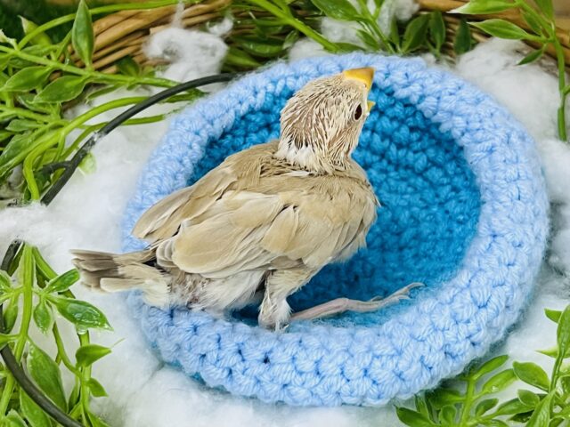シナモン文鳥