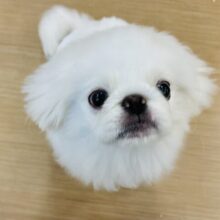 超ホヤホヤ最新画像✨ぼくとまったりタイム過ごそ〜っ🍵ペキニーズくん！