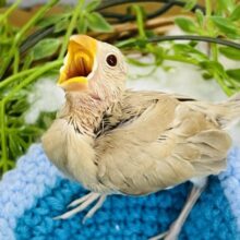 一足お先に小麦色♡シナモン文鳥の雛入舎しました〜✨
