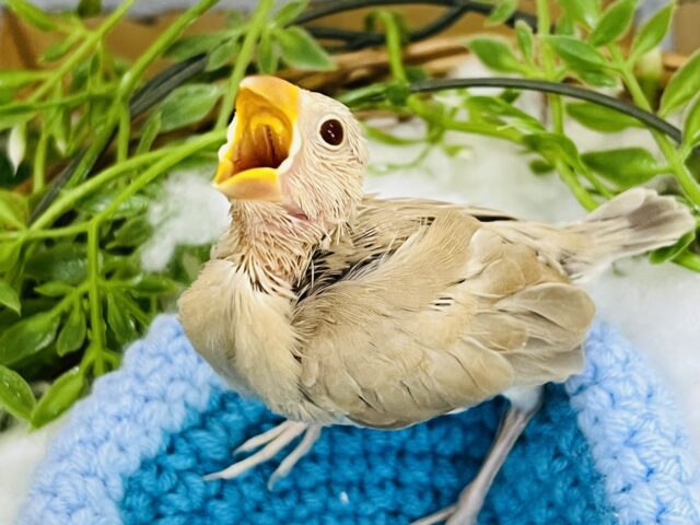 一足お先に小麦色♡シナモン文鳥の雛入舎しました〜✨