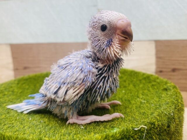 ツンツンなヒナちゃん💕どんな姿に成長してくれるのかなぁ〜❓セキセイインコのスパングル⭐️