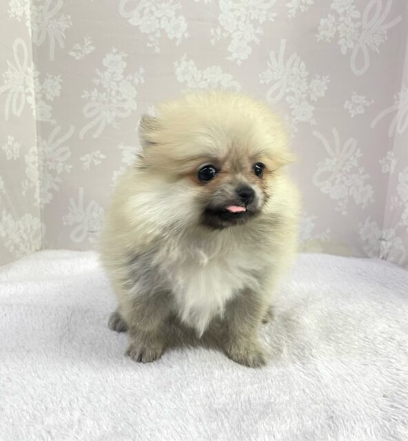 ポメラニアン