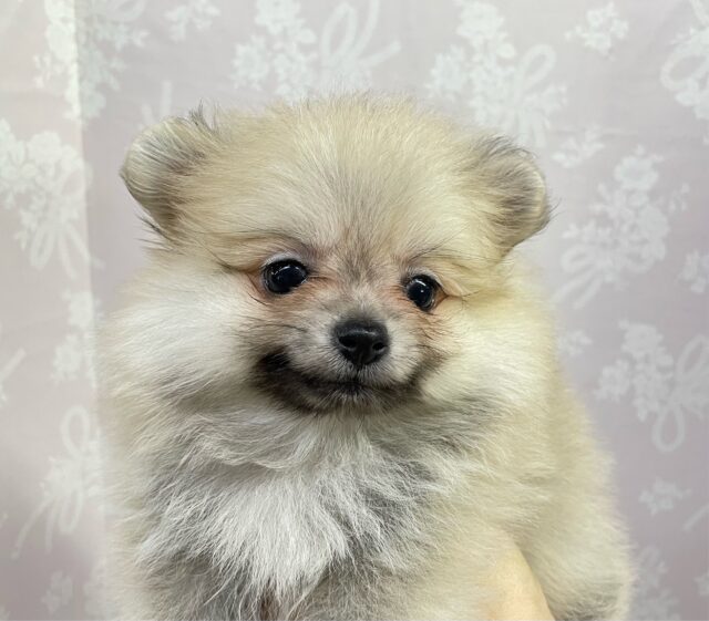 ポメラニアン